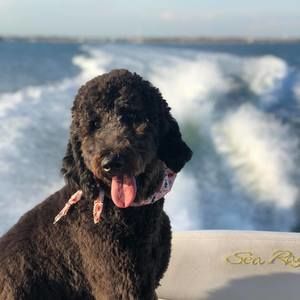 Meet your Posher, Christopher